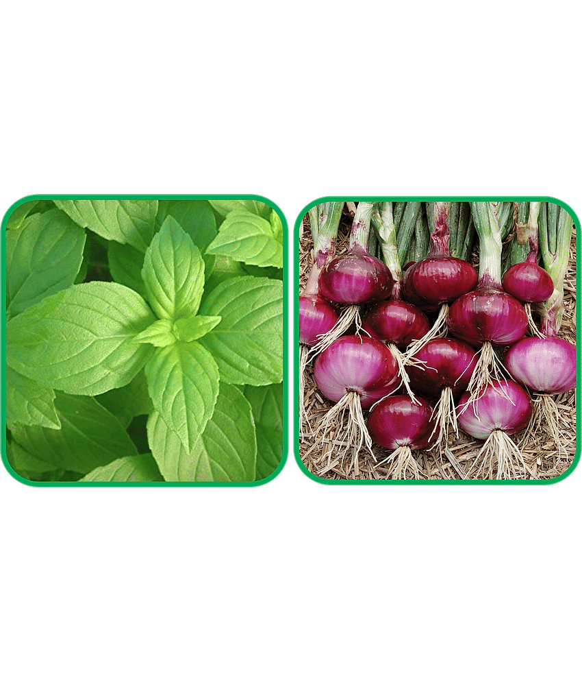 Aero Seeds Red Onion ( 200 Seeds) And Lemon Basil ( 100 Seeds) Vegetable Seeds Pack