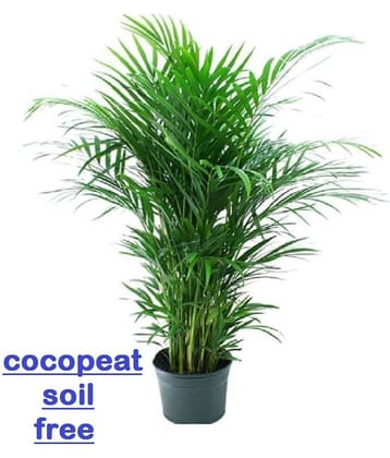 areca palm seed for planting 5 seeds