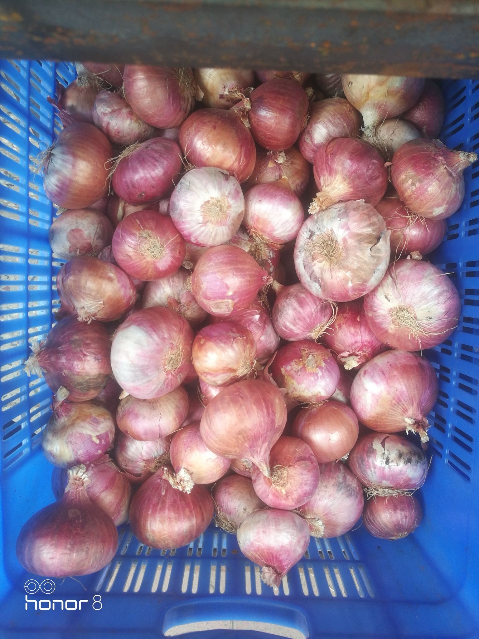 Onions 1kg