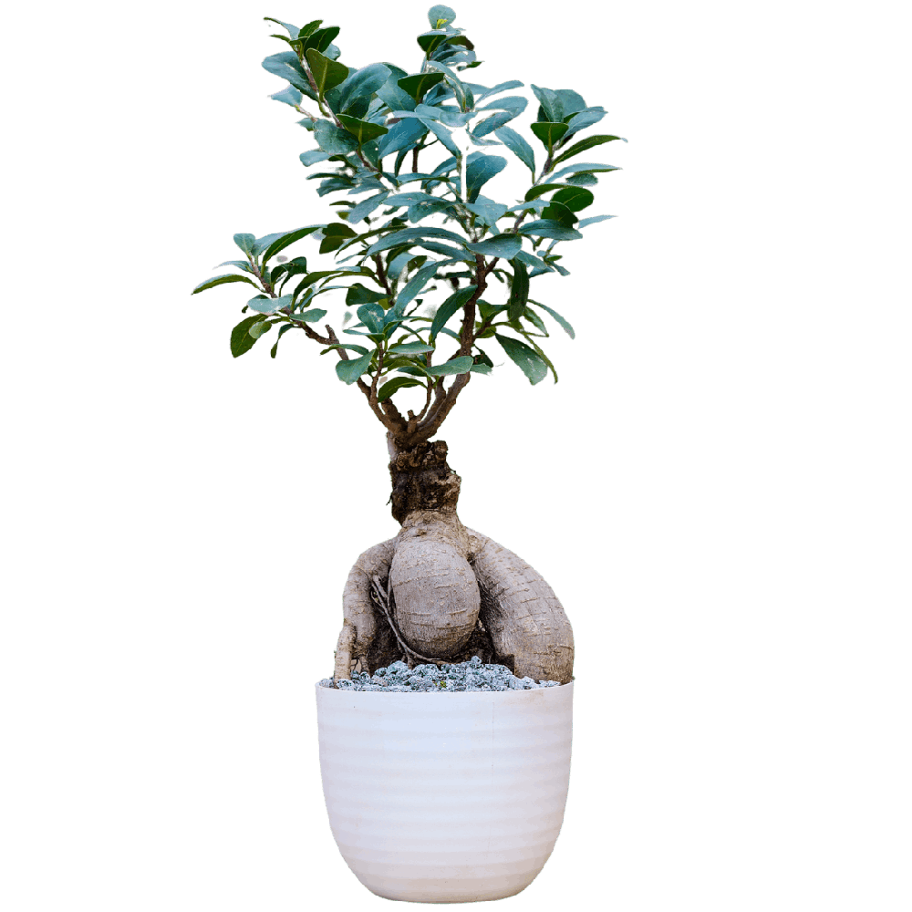 Birthright || Ficus Big || Plant - Flowers | Buy online on ZillyBuy