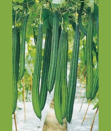 LiveNature Ridge Gourd/Turai/Tura Luffa Seeds | Outdoor Desi Vegetable Plant Seeds | Best For Home Garden & Terrace – 50 Seeds