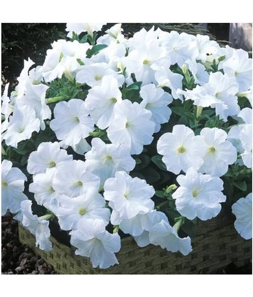white Petunia Variety Flower Seeds,Rarest Variety - Garden Flower Seeds Pack 100 seeds