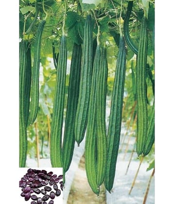 HN organic seed Ridge Gourd (Toree) Vegetable ( 20 Seeds )