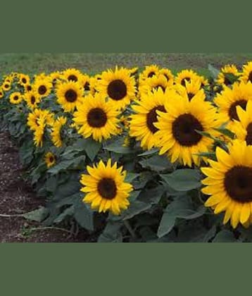 CLASSIC GREEN EARTH - Sunflower Flower ( 20 Seeds )