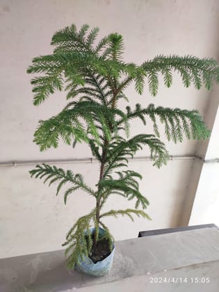SNEHA HYDROPONICS Christmas Tree 1'5Ft
