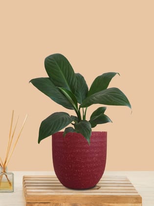 Peace Lily Green (Small) in Eco Pot Peace Lily Green (Small) in Eco Pot