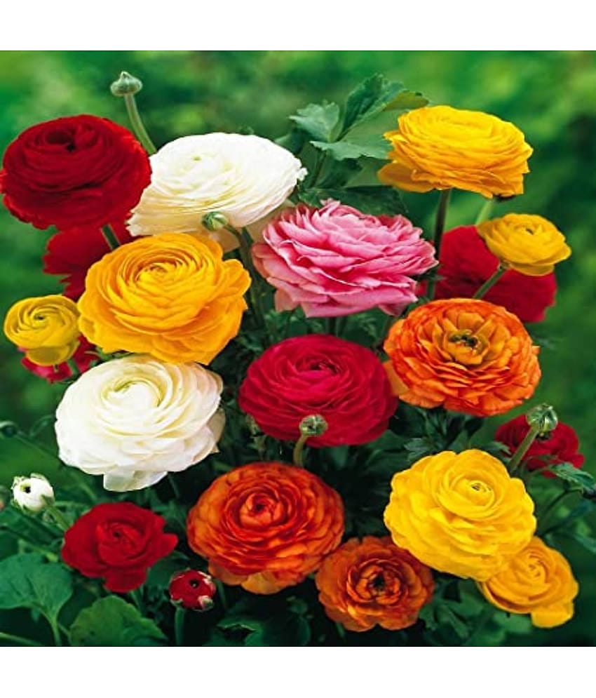 Ranunculus asiaticus home garden Flower Seeds - 50 seeds