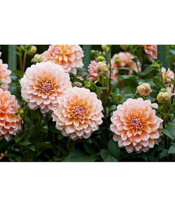 homeagro - Dahlia Mixed Flower ( 25 Seeds )