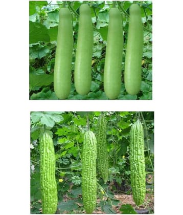 BITTER GOURD BOTTLE GOURD LOUKI AND KARELA COMBO 10-10 SEEDS OF BOTH ITEMS