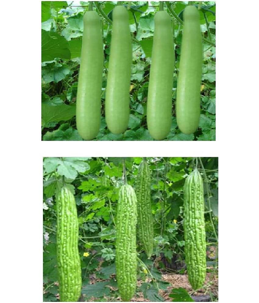 BITTER GOURD BOTTLE GOURD LOUKI AND KARELA COMBO 10-10 SEEDS OF BOTH ITEMS