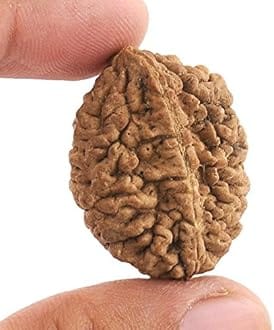 Real Seed Natural 2 Mukhi Rudraksha (2 Face Rudraksha) Lab Certified Rudraksha, Two Face Rudraksha