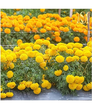 homeagro - Marigold Flower ( 50 Seeds )