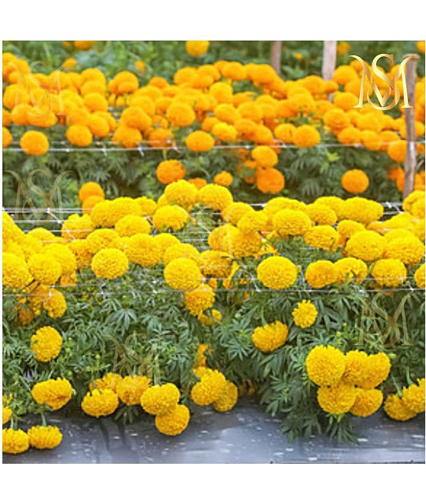 homeagro - Marigold Flower ( 50 Seeds )