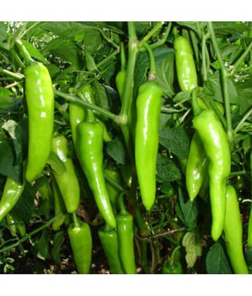 homeagro - Chilli Vegetable ( 50 Seeds )