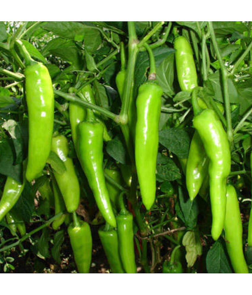 homeagro - Chilli Vegetable ( 50 Seeds )