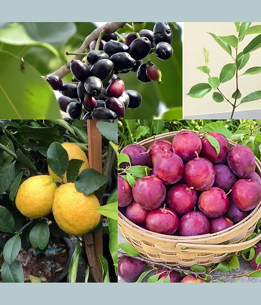 Combo Pack of 3 Live Fruit Plants –  Aloo Bukhara, Seedless Meyer Lemon & Black Jamun  High-Yield | Early Fruiting | Premium Imported Varieties