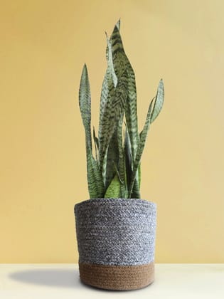 Snake Plant Zeylanica (X-Large) Snake Plant Zeylanica (X-Large)