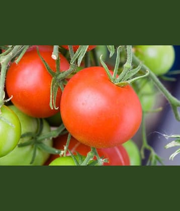 homeagro - Tomato Vegetable ( 100 Seeds )