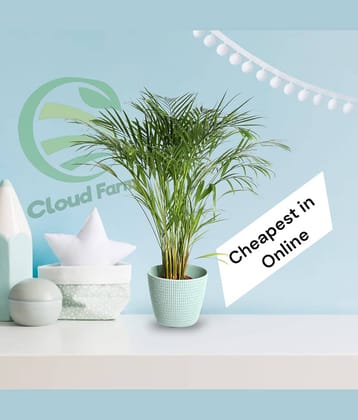 Cloud Farm Indoor Bamboo Plant ( Pack of 1 )