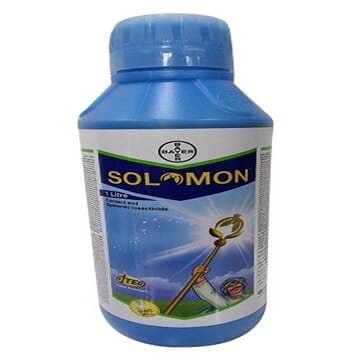 SOLOMON