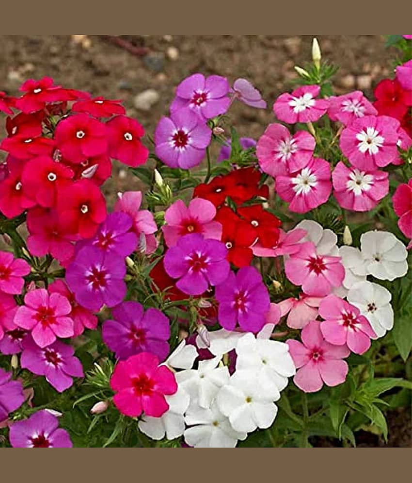Leafy Tales Phlox- Flower Seeds for Balcony Gardening, 50 seeds, Pholox (Pholox)