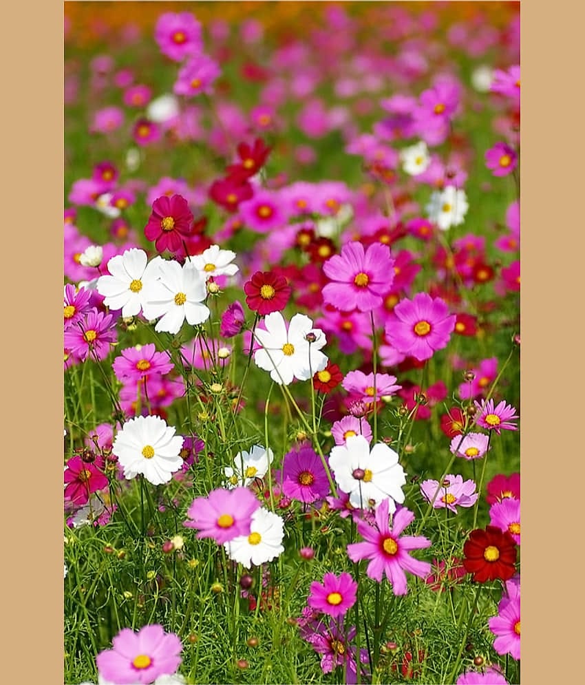 homeagro - Cosmos Mixed Flower ( 20 Seeds )