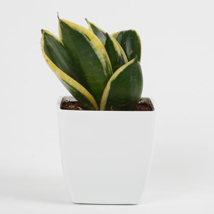 Milt Sansevieria Plant In Imported Plastic Pot