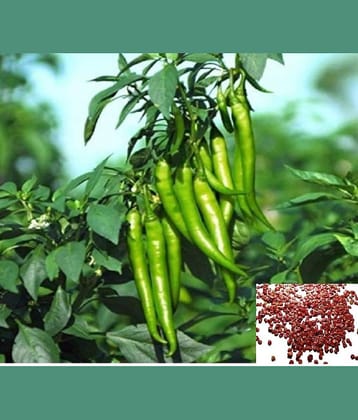 homeagro - Chilli Vegetable ( 50 Seeds )