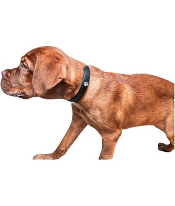 Tame Love - Red Dog Collar (Small)