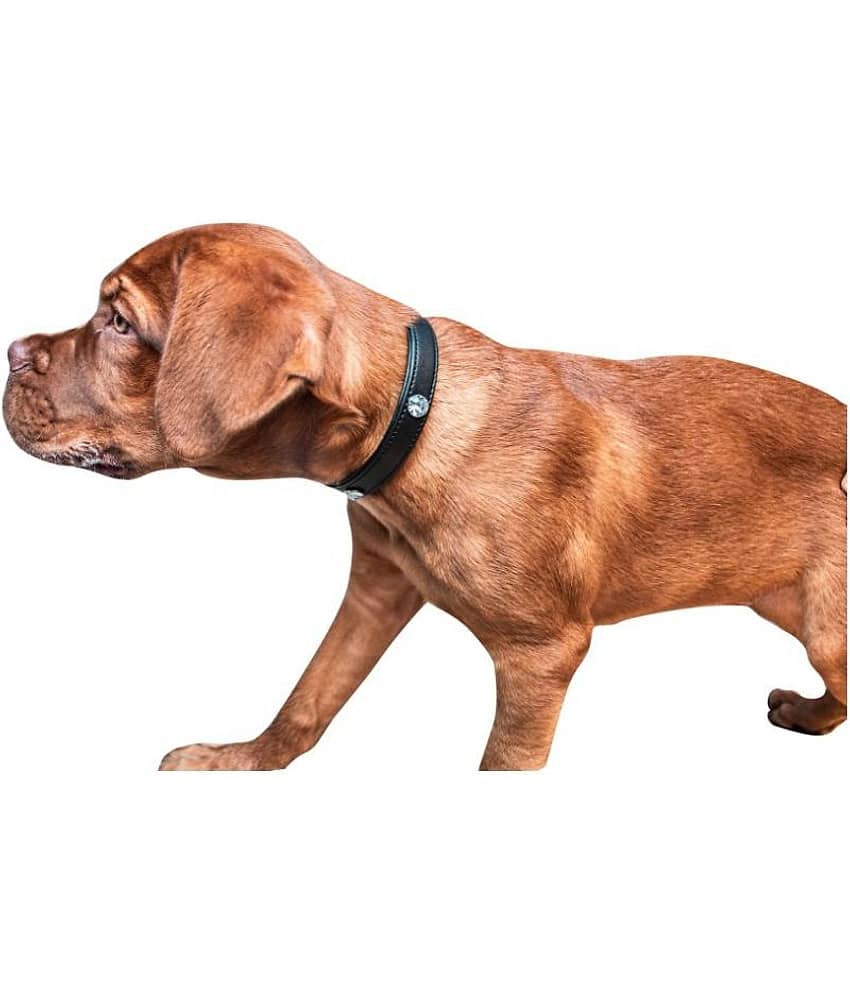 Tame Love - Red Dog Collar (Small)