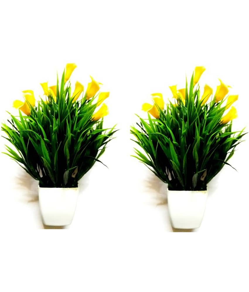 Green plant indoor Wild Flower Multicolour Flowers With Pot - Pack of 2