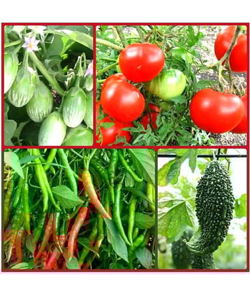 Vegetable Seeds combo for all Season - 40+ seed with Instruction Manual