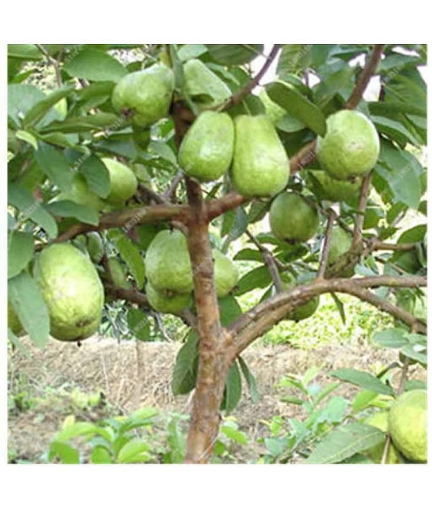 Dwarf Mixed 100 PCS Organic Large Sweet Guava Seed (100 per packet)