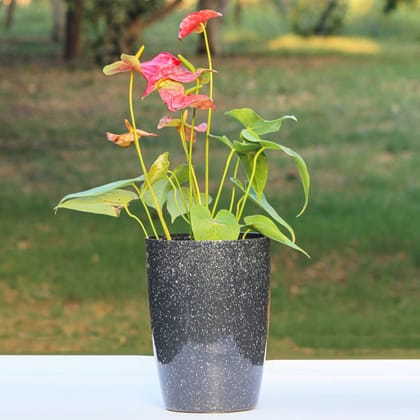 Black Dotted Nova Tower Planter-8 Inch / Pack of 2 / Black Dotted