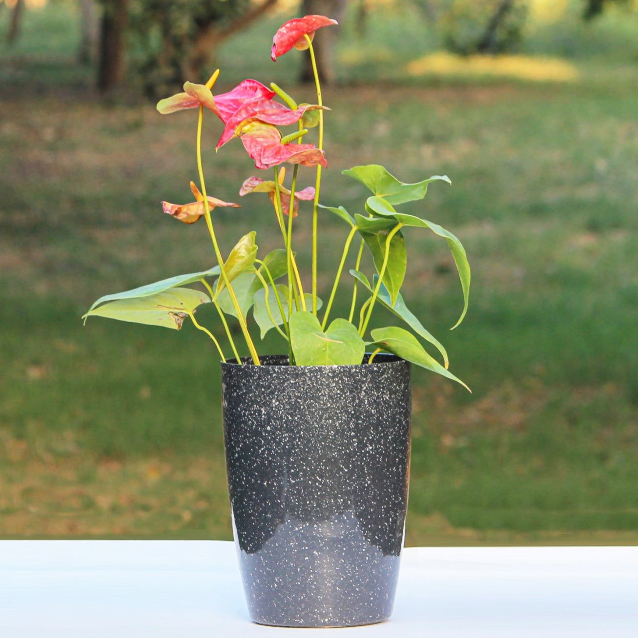 Black Dotted Nova Tower Planter-8 Inch / Pack of 2 / Black Dotted