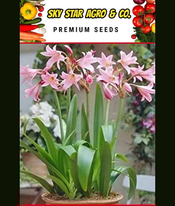 sky star agro & co. - Amaryllis Flower ( 5 Seeds )