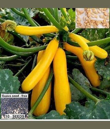 homeagro- Squash Golden Vegetable Seeds (Pack of 5)
