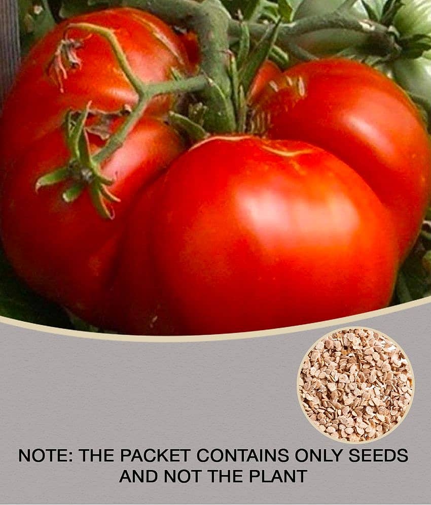 BS SEEDS Giant Tomato BIG ZAC Heirloom Vegetable 50 Seeds Biggest Competition