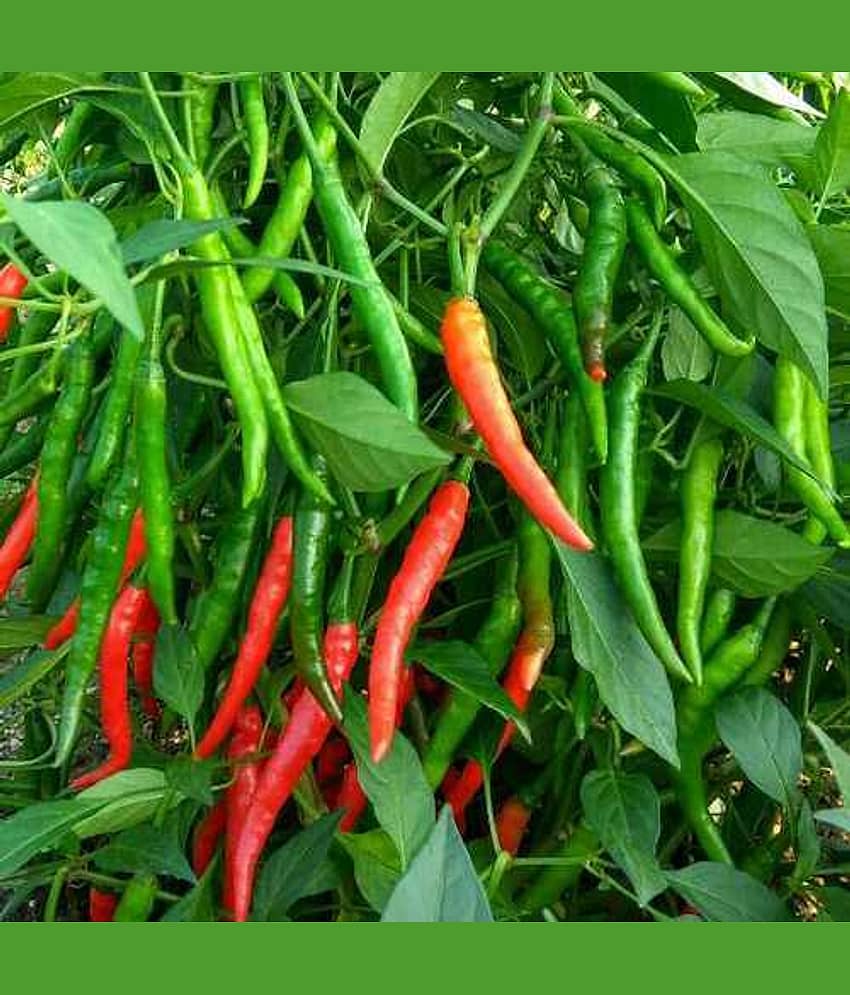 Hybrid Green Chilli Seeds (Pack of 50 Seeds)