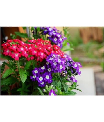 Verbena Flower Seeds | Pack of 50 Seeds