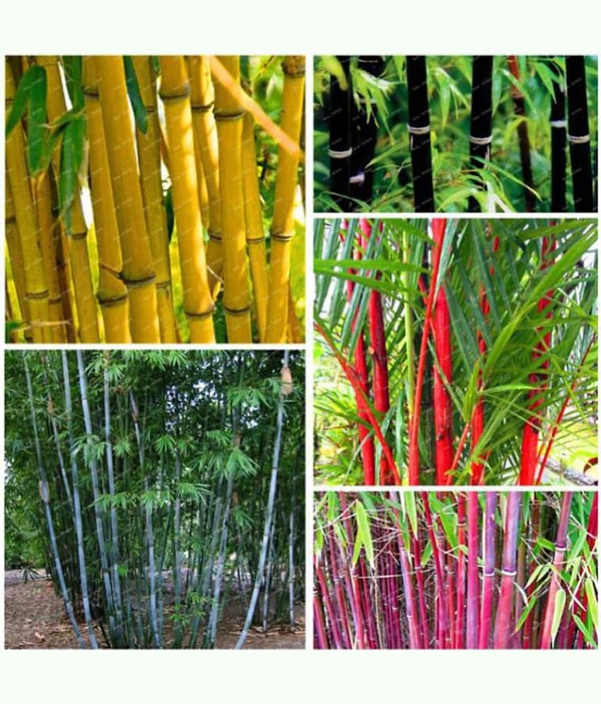 homeagro - Combo of Bamboo Plant ( 20 Seeds ) and Chrysanthemum Flower ( 50 seed )