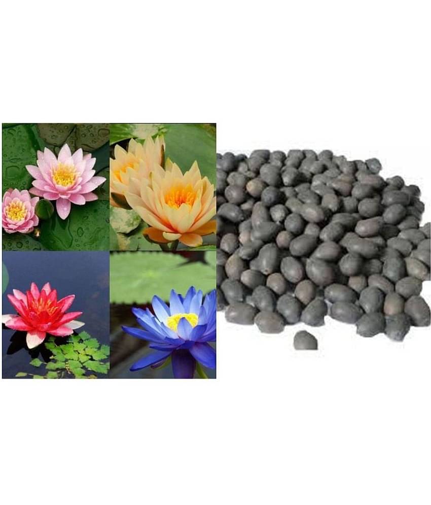 shivam - 4 COLOURS MIXED LOTUS SEEDS 10 SEEDS + Instruction Manual