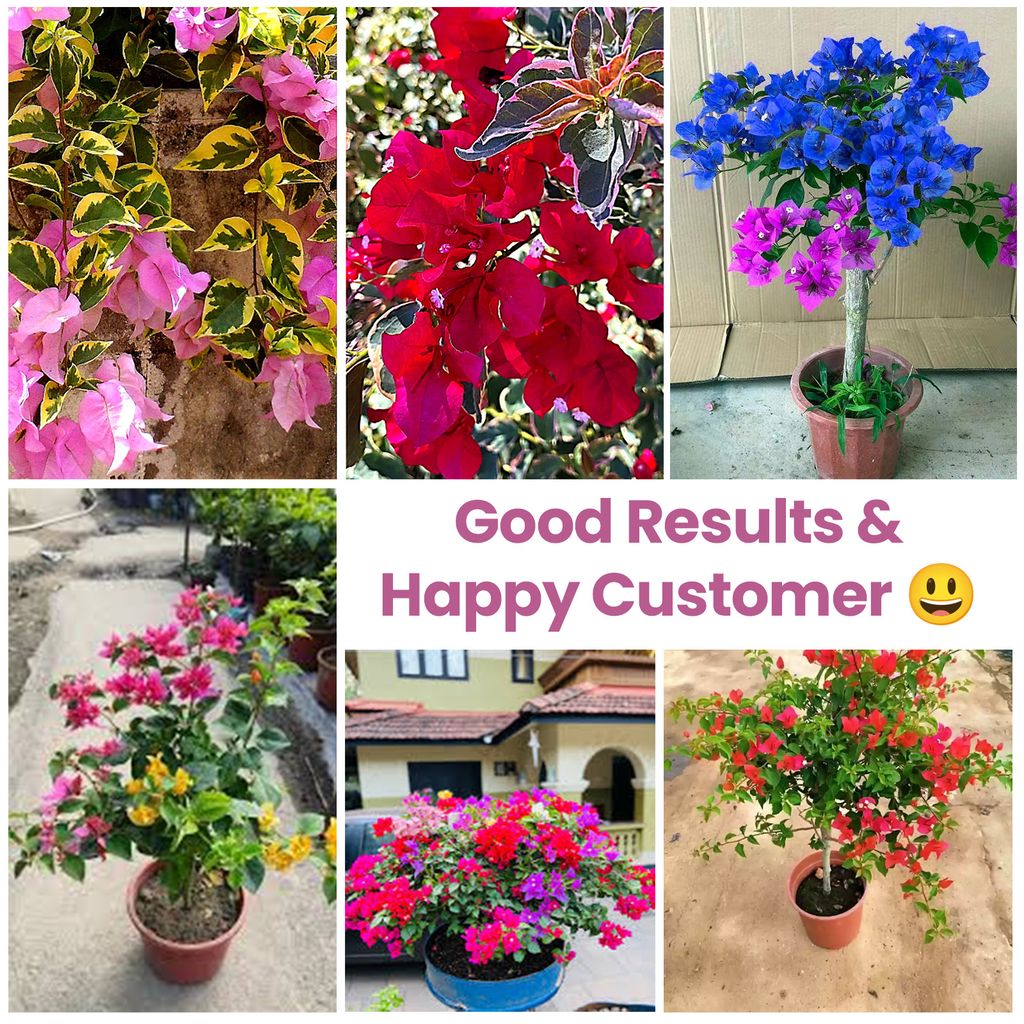 Garden Genie Bougainvillea Plant Fertilizer 830g | Organic Bloom Booster Fertilizer for Overall Growth of Bougainvillea Flowers in Home Garden, Powder