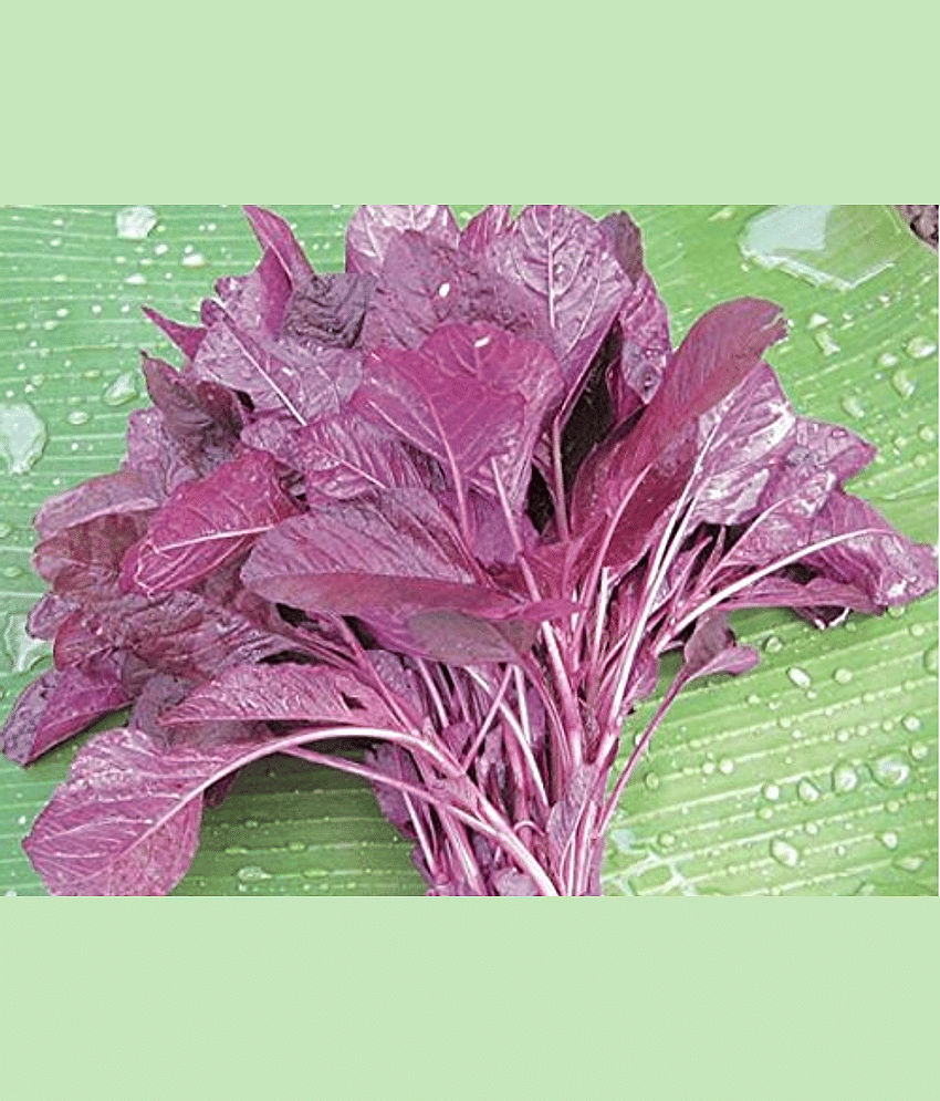 LiveNature Amaranthus Red Vegetable ( 100 Seeds )