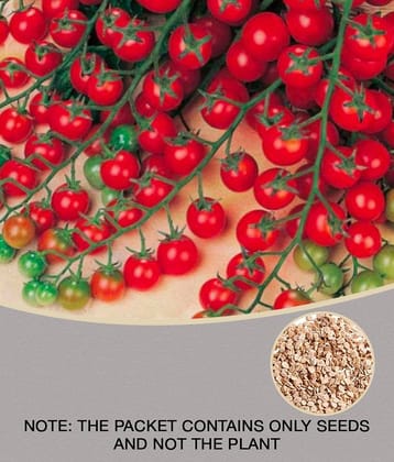 Cherry Tomato High Germination Seeds - Pack Of 50 Hybrid Seeds