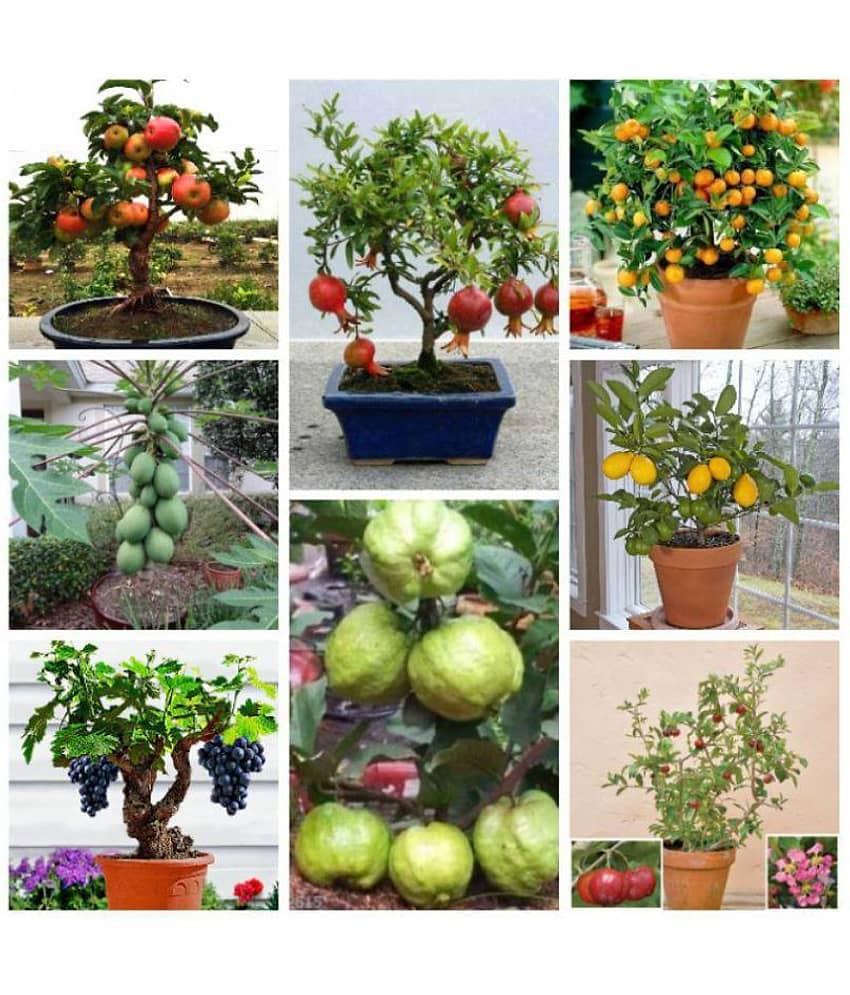 Fruit Seeds Mega Combo (Apple, Orange, Lemon, Guava, Cherry, Grapes, Papaya, Pomegranate)-45 Different Seeds/Packet