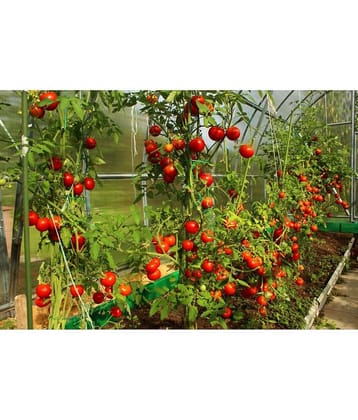 homeagro - Tomato Vegetable ( 100 Seeds )