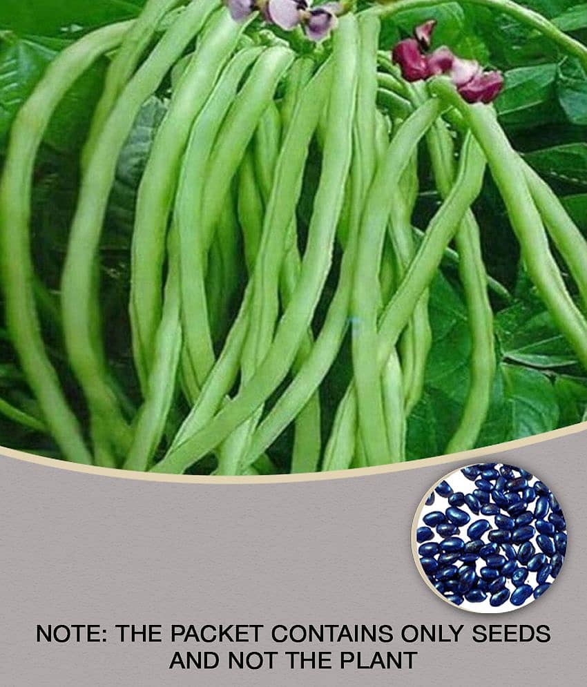 lobiya ke beej Organic Cowpea Seeds pack of 50