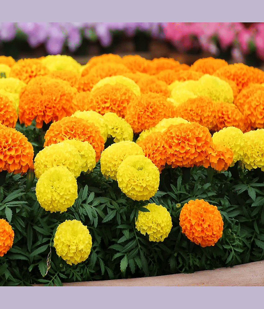 PARTHVA SEEDS African Marigold Flower ( 50 Seeds )