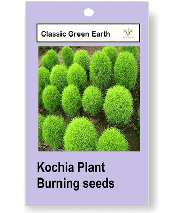 CLASSIC GREEN EARTH - Grass Seeds ( Kochia Plant, Burning Bush Foliage Plant 50 Seeds )